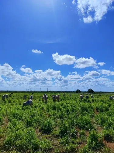 Fazenda de porteira fechada com 75 hectares com 2 casas cural piquete irrigado 83 nel