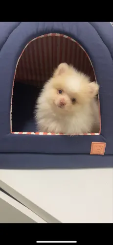 Filhotes de Spitz Alemão 