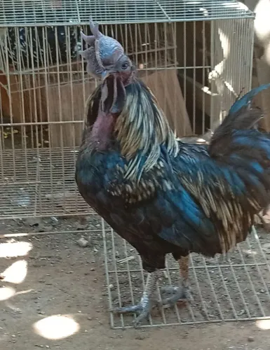Vendo galo Cemani