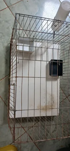 Gaiola para porquinho da Índia