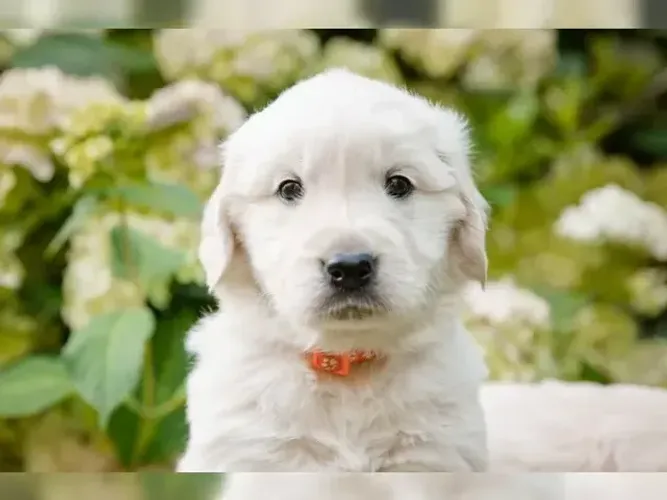 Neném temperamento alegre Golden Retriever