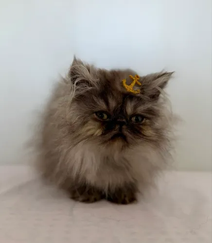 Filhote de gato persa