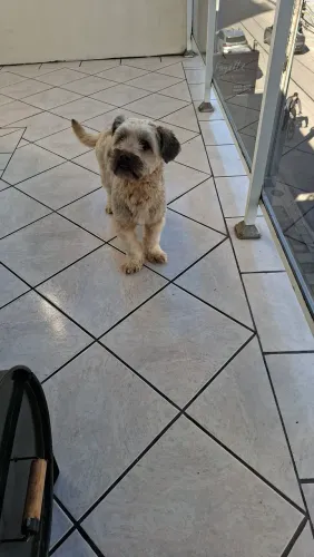 Cachorro filhote para adoção