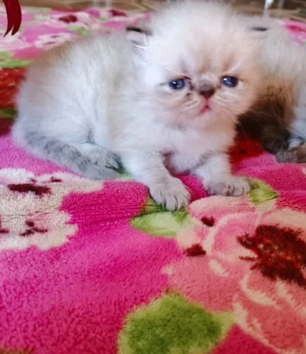 Gato Persa lindos filhotinhos com padrão impecável