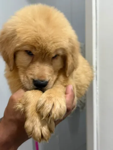 Golden Retriever de Canil