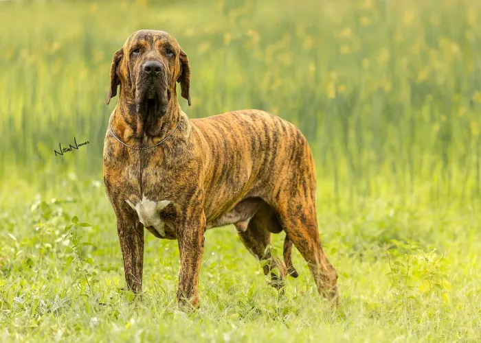 Fila brasileiro puro sangue italiano