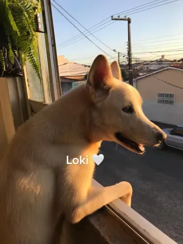 Adoção 
