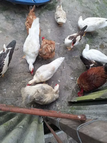 Pato macho e fêmea