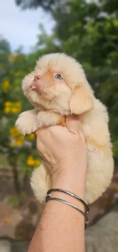 Shih-tzu Lavanda de Olhos verdes - RARISSIMO