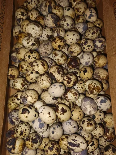 Ovos de codorna japonica galados 