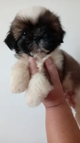 Filhote de Shih Tzu