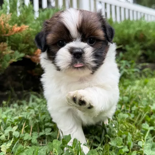 Shih tzu | Garanta seu Shih tzu hoje