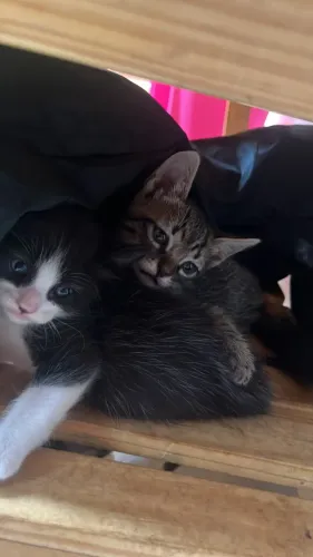 Gatinhos pra doação