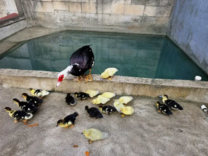 Patinhos com genética gigante