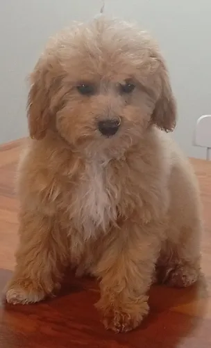Filhote fêmea poodle 