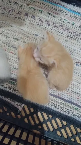 doação.de gato.