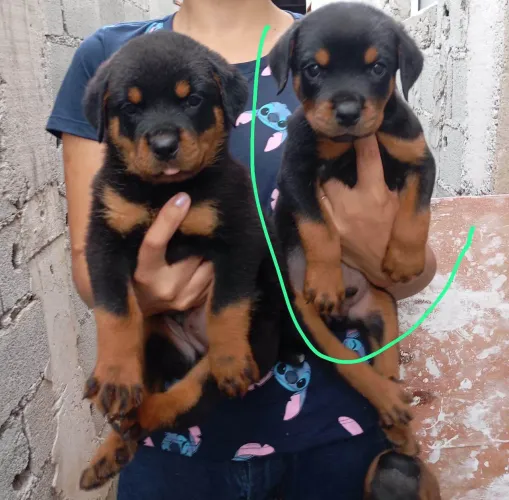 Filhote rottweiler, Seus melhores momentos estão prestes a começar com um novo filhote!