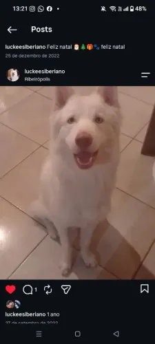 Husky siberiano para adoção