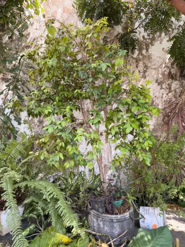 Jabuticabeira BRANCA