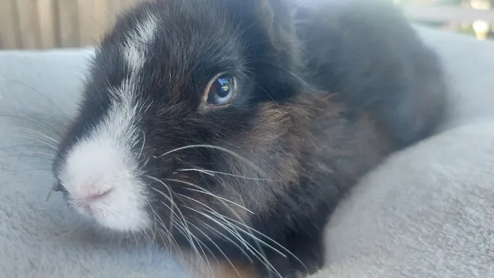 Íris Mini Coelha com 4 meses com olhos Azuis disponível