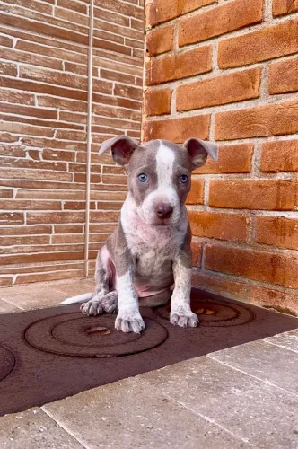     Pitbull raça pura com garantia pronta entrega