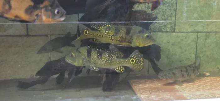 Tucunaré amarelo de 30 a 35 centímetros para aquario