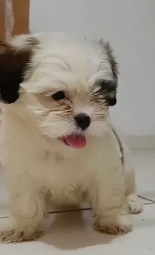 Shitzu Para doação