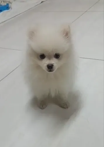 Spitz alemão - Lulu da pomerania
