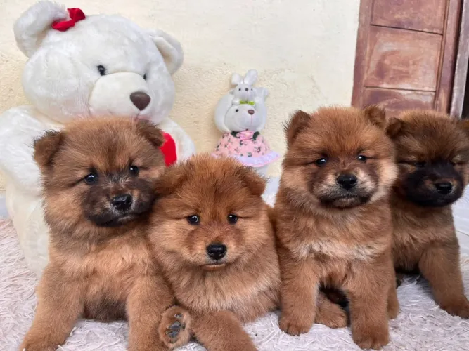 Filhotes de chow-chow