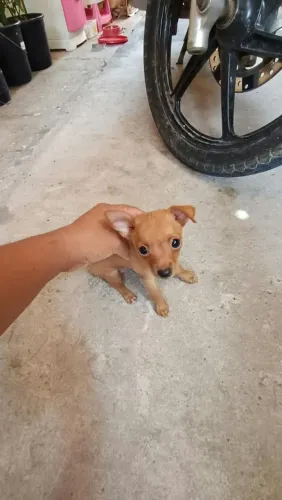 Filhote de pinscher 01