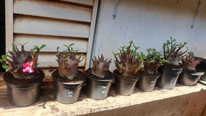 Vendo Rosas do deserto Arabicum Black 