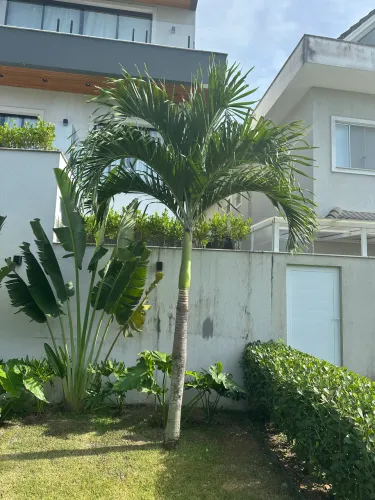 PALMEIRA VEITCHIA 04 mts