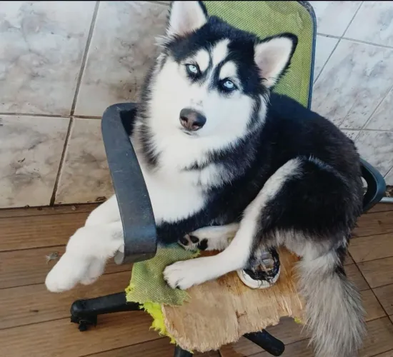 Husky siberiano 1 ano