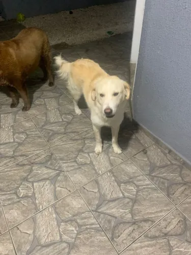 Ele tem 6 meses , estou doando por que agora nao tenho muito espaço para ele no quintal 