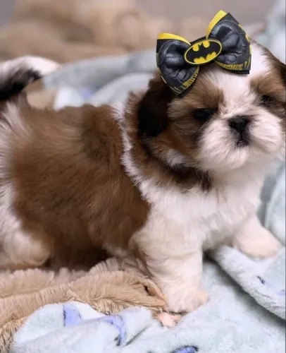 Shitzu macho Mine