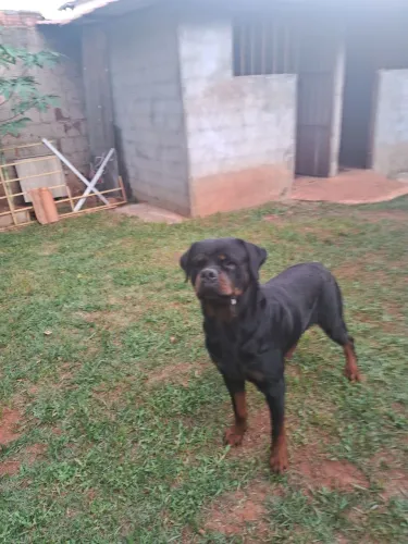 Rottweiler macho para cobertura
