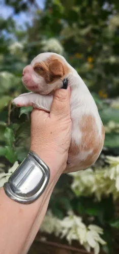 Cavalier Top Blenheim Macho - RJ