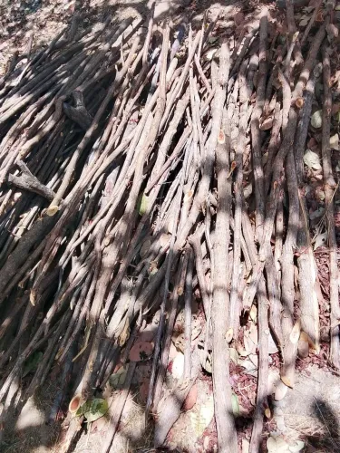 ESTACA DE SABIÁ E CASTANHA DE CAJU POR ENCOMENDA!