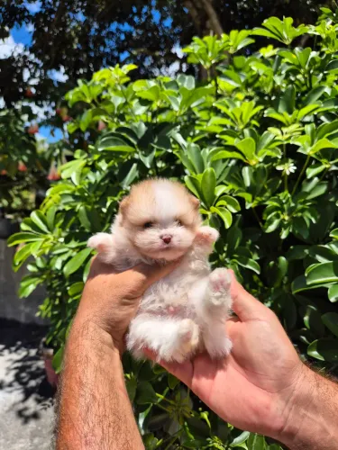 LULU DA POMERÂNIA - MACHOS DISPONÍVEIS
