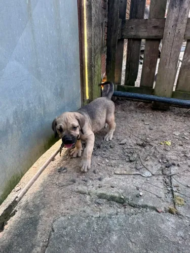Filhotes fila brasileiro