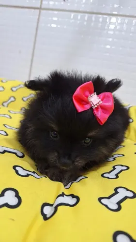 Filhotes spitz alemao anão