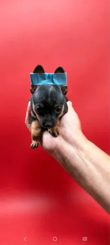 Pinscher disponível 