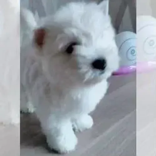 West Terrier Branco Encantador