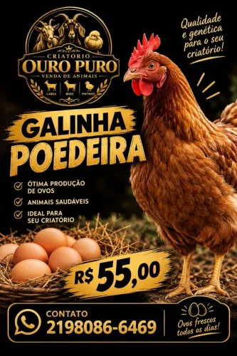 Galinha poedeira