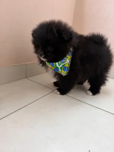 Spitz alemão anão macho