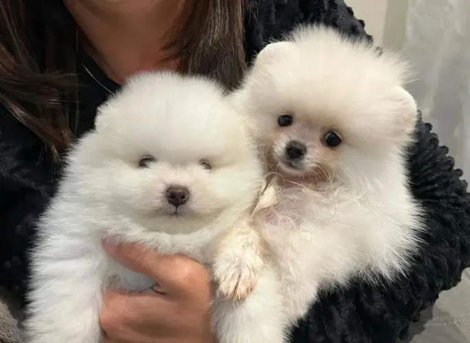 Doação de filhotes de Lulu da Pomerânia 2 fêmeas