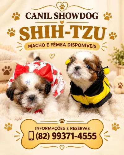 Shihtzu