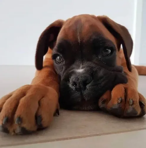Boxer Um companheiro que sente o ambiente