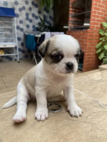 Filhote pug mestiço com Cheetos