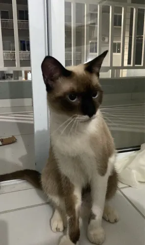 Gata para doação responsável 
